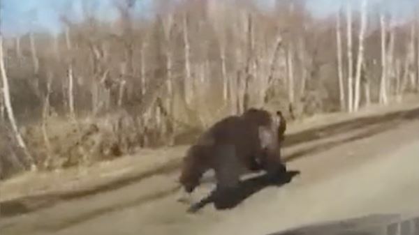 Медведь, бегущий по трассе в Омской области, попал на видео