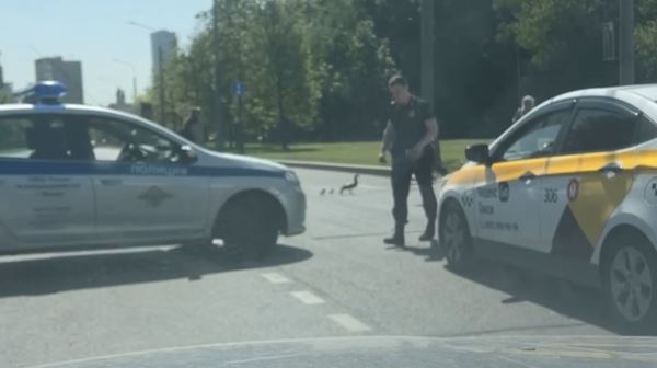 Московская полиция перекрыла улицу, чтобы пропустить утку с утятами
