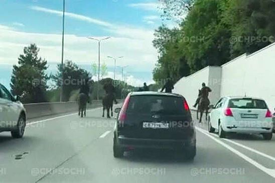 Сочинская полиция задержала всадников, которые заблокировали движение на шоссе