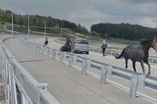 В Кисловодске скачущая по проезжей части лошадь врезалась в автомобиль